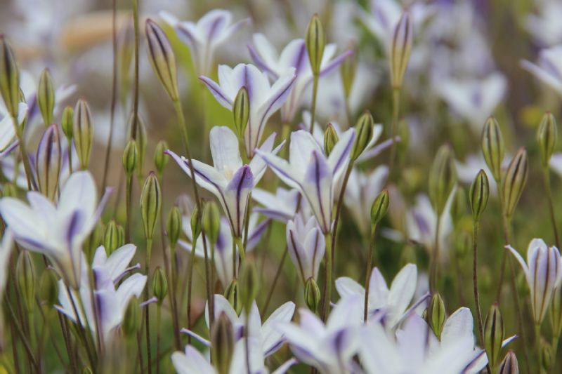 Triteleia peduncularis  bestellen